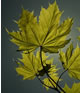 Ahornblatt