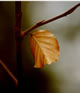 Blatt einer Buche im Herbst