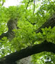 Eichenbaum
